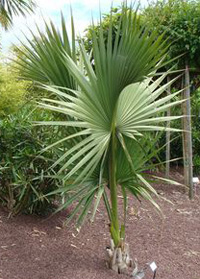 Sabal palmetto