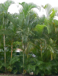 Dypsis lutescens